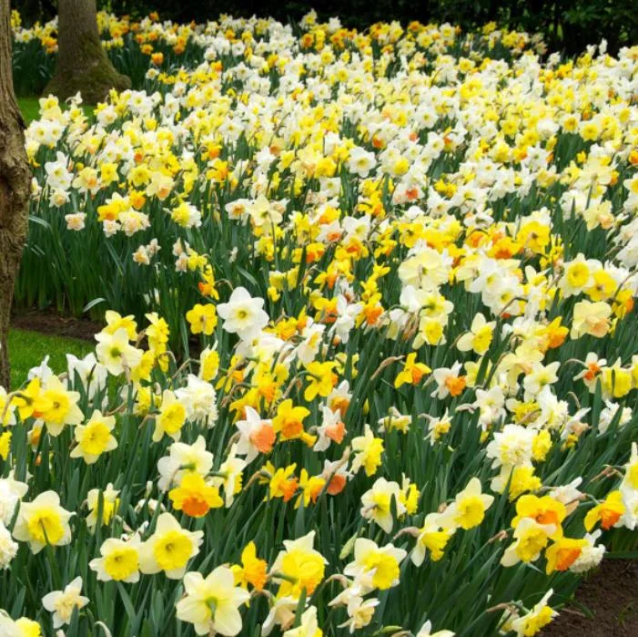 10 Mixed Tulip & Daffodil Bulbs - Spring Blooming Flower Mix for Garden & Containers - Image 5