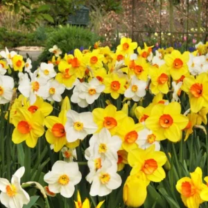 10 Mixed Tulip & Daffodil Bulbs - Spring Blooming Flower Mix for Garden & Containers - Image 6