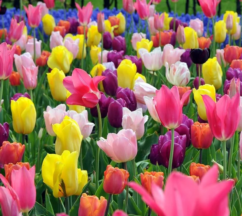 10 Mixed Tulip & Daffodil Bulbs - Spring Blooming Flower Mix for Garden & Containers - Image 1