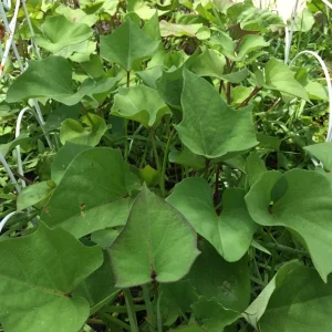 10 Molokai Purple Sweet Potato Slips - Live Plants for Edible Garden, Outdoors - Image 3