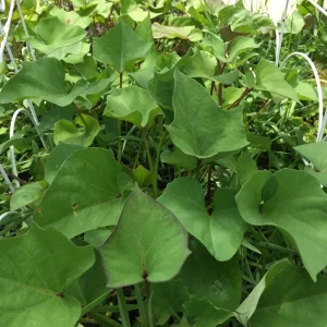 10 Molokai Purple Sweet Potato Slips - Live Plants for Edible Garden, Outdoors - Image 4