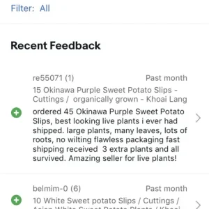 10 Okinawa Purple Sweet Potato Slips - Organic Unrooted Cuttings for Planting - Image 12