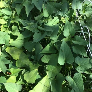 10 Okinawa Purple Sweet Potato Slips - Organic Unrooted Cuttings for Planting - Image 2