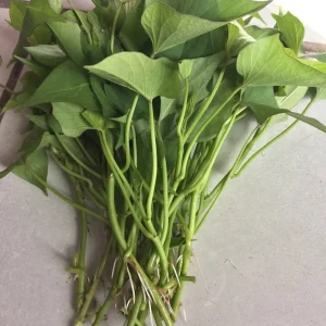 10 Okinawa Purple Sweet Potato Slips - Organic Unrooted Cuttings for Planting - Image 3