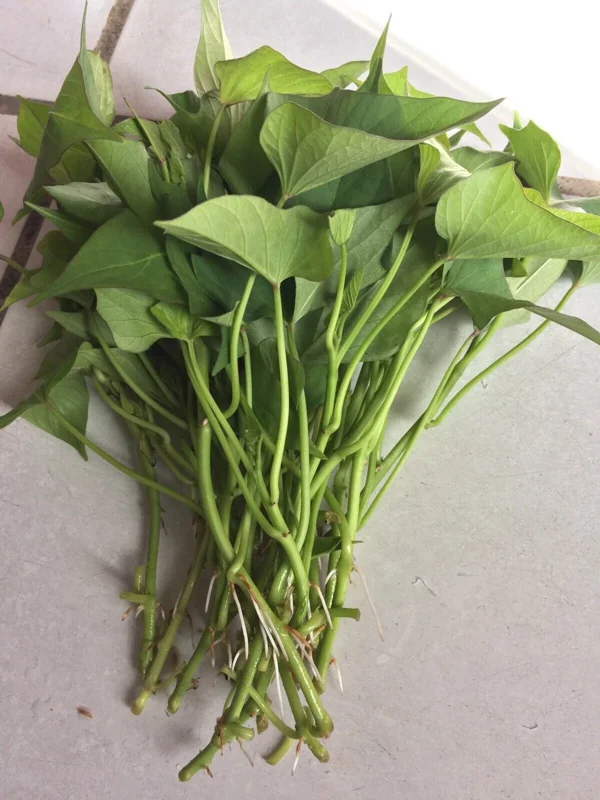 10 Okinawa Purple Sweet Potato Slips - Organic Unrooted Cuttings for Planting - Image 3