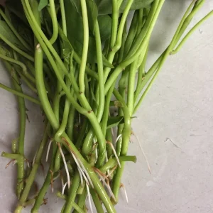 10 Okinawa Purple Sweet Potato Slips - Organic Unrooted Cuttings for Planting - Image 4