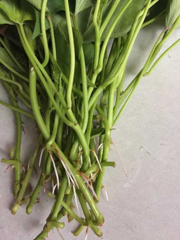 10 Okinawa Purple Sweet Potato Slips - Organic Unrooted Cuttings for Planting - Image 4