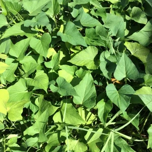 10 Okinawa Purple Sweet Potato Slips - Organic Unrooted Cuttings for Planting - Image 5