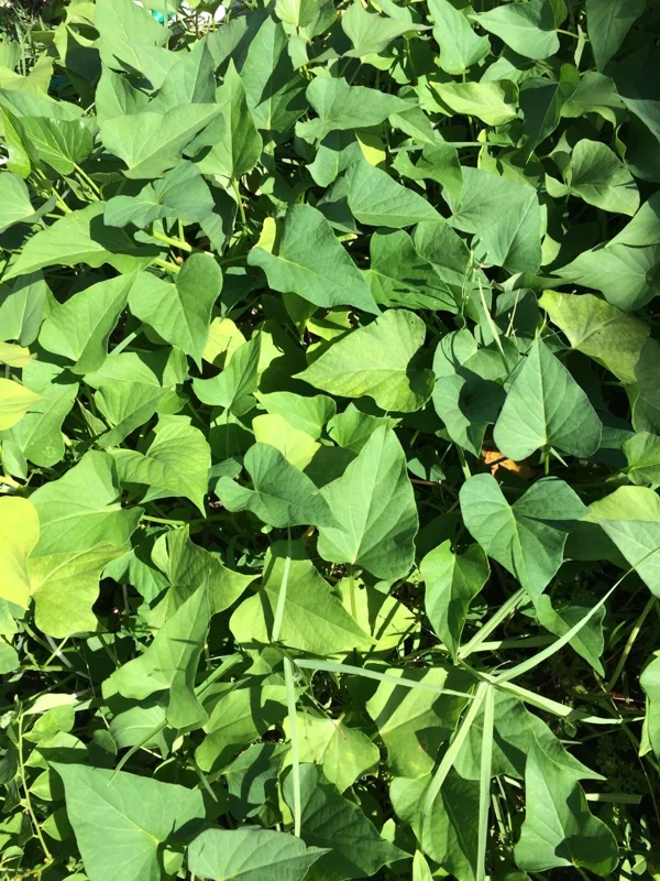 10 Okinawa Purple Sweet Potato Slips - Organic Unrooted Cuttings for Planting - Image 5