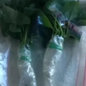 10 Okinawa Purple Sweet Potato Slips - Organic Unrooted Cuttings for Planting - Image 6