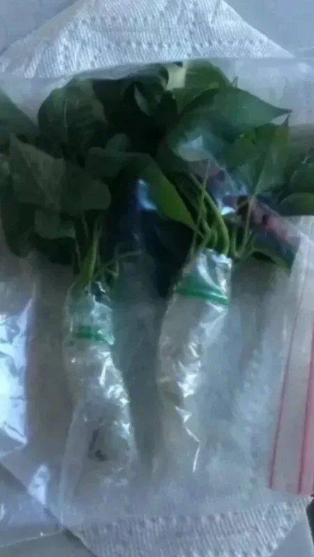 10 Okinawa Purple Sweet Potato Slips - Organic Unrooted Cuttings for Planting - Image 6