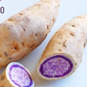 10 Okinawa Purple Sweet Potato Slips - Organic Unrooted Cuttings for Planting - Image 8