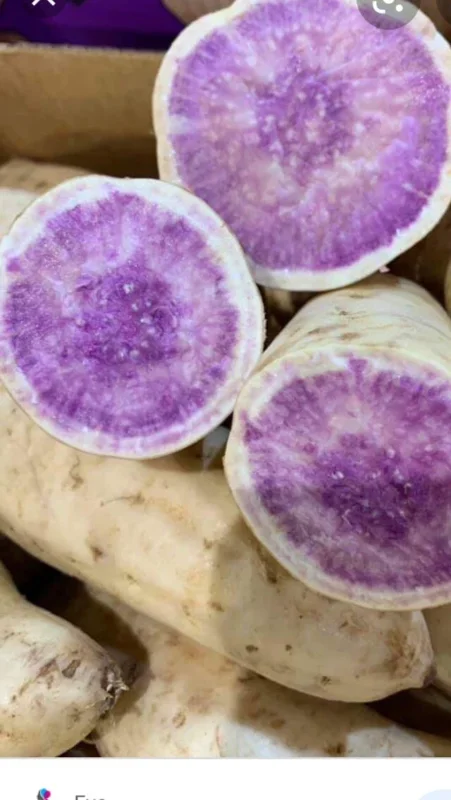 10 Okinawa Purple Sweet Potato Slips - Organic Unrooted Cuttings for Planting - Image 1