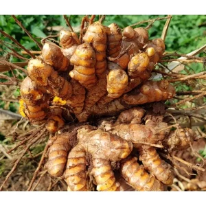 10 Orange Turmeric Roots for Planting - Curcuma Longa Bulbs Perennial Herb - Image 2