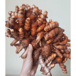10 Orange Turmeric Roots for Planting - Curcuma Longa Bulbs Perennial Herb - Image 4