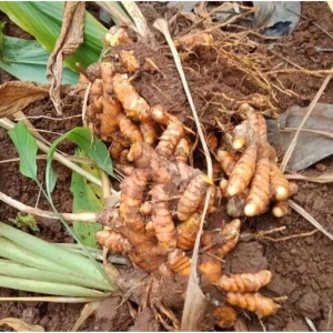 10 Orange Turmeric Roots for Planting - Curcuma Longa Bulbs Perennial Herb - Image 5