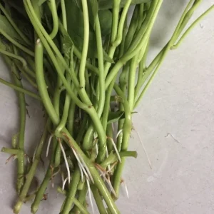 10 Organic Okinawa Purple Sweet Potato Slips - Cuttings Live Plant - Image 4