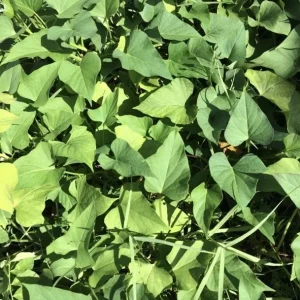 10 Organic Okinawa Purple Sweet Potato Slips - Cuttings Live Plant - Image 5