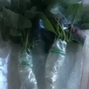 10 Organic Okinawa Purple Sweet Potato Slips - Cuttings Live Plant - Image 6