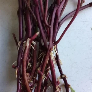 10 Organic Orange Sweet Potato Slips - Cuttings for Growing Edible Tubers - Image 3