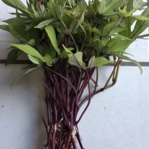 10 Organic Orange Sweet Potato Slips - Cuttings for Edible Gardening - Image 3