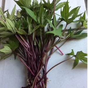 10 Organic Orange Sweet Potato Slips - Cuttings for Growing Edible Tubers - Image 4