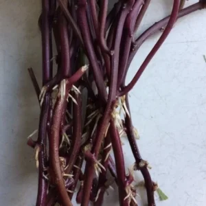 10 Organic Orange Sweet Potato Slips - Cuttings for Edible Gardening - Image 4