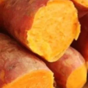 10 Organic Orange Sweet Potato Slips - Cuttings for Growing Edible Tubers - Image 5