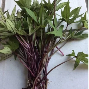 10 Organic Orange Sweet Potato Slips - Cuttings for Edible Gardening - Image 5