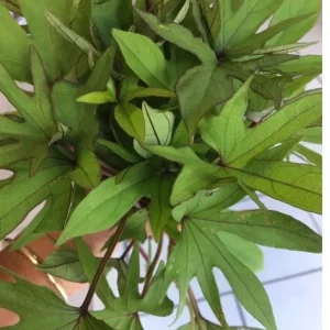 10 Organic Orange Sweet Potato Slips - Cuttings for Growing Edible Tubers - Image 6