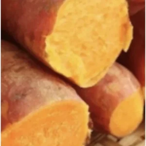 10 Organic Orange Sweet Potato Slips - Cuttings for Edible Gardening - Image 6