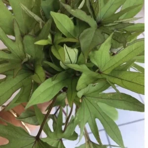 10 Organic Orange Sweet Potato Slips - Cuttings for Edible Gardening - Image 7