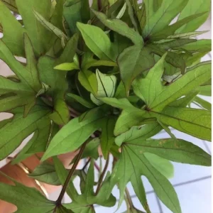 10 Organic Orange Sweet Potato Slips - Cuttings for Growing Edible Tubers - Image 7