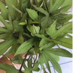 10 Organic Orange Sweet Potato Slips - Cuttings for Edible Gardening - Image 8