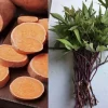 10 Organic Orange Sweet Potato Slips - Cuttings for Edible Gardening - Image 1