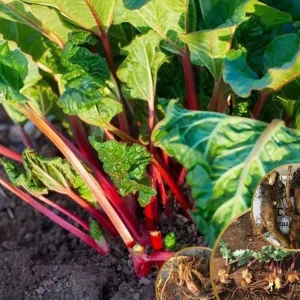 10 Pack Victoria Rhubarb Roots for Planting, Bare Root Rhubarb Crowns 4-6 Inch, Hardy Perennial Vegetable - Image 2