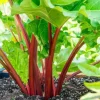 10 Pack Victoria Rhubarb Roots for Planting, Bare Root Rhubarb Crowns 4-6 Inch, Hardy Perennial Vegetable - Image 1