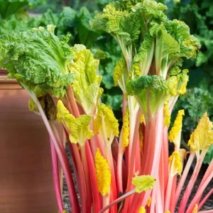 10 Pack Victoria Rhubarb Roots for Planting, Bare Root Rhubarb Crowns 4-6 Inch, Hardy Perennial Vegetable - Image 5
