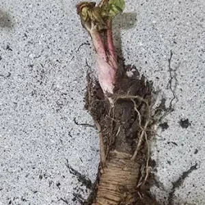 10 Pack Victoria Rhubarb Roots for Planting, Bare Root Rhubarb Crowns 4-6 Inch, Hardy Perennial Vegetable - Image 7