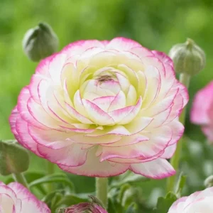 10 Picotee Pink Ranunculus Bulbs for Planting - Perennial Flowers - Image 2