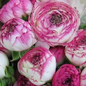 10 Picotee Pink Ranunculus Bulbs for Planting - Perennial Flowers - Image 3