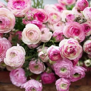 10 Picotee Pink Ranunculus Bulbs for Planting - Perennial Flowers - Image 4