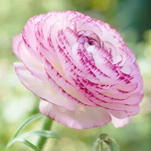10 Picotee Pink Ranunculus Bulbs for Planting - Perennial Flowers - Image 5