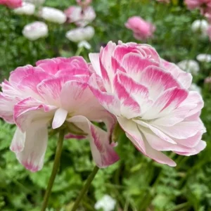10 Picotee Pink Ranunculus Bulbs for Planting - Perennial Flowers - Image 6