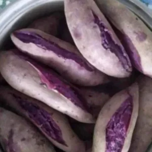 10 Purple Sweet Potato Slips - Ipomoea batatas Cuttings - Live Plant - Image 2