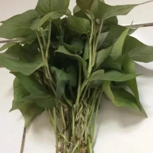 10 Purple Sweet Potato Slips - Ipomoea batatas Cuttings - Live Plant - Image 4