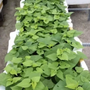 10 Purple Sweet Potato Slips - Ipomoea batatas Cuttings - Live Plant - Image 5