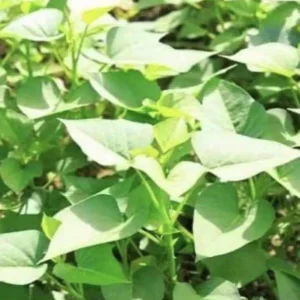 10 Purple Sweet Potato Slips - Ipomoea batatas Cuttings - Live Plant - Image 6