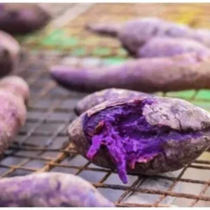 10 Purple Sweet Potato Slips - Ipomoea batatas Cuttings - Live Plant - Image 8