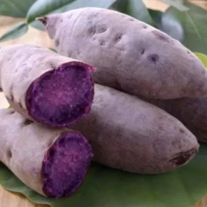 10 Purple Sweet Potato Slips - Ipomoea batatas Cuttings - Live Plant - Image 1